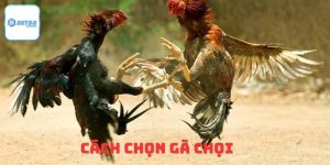 Cách Chọn Gà Chọi – Hướng Dẫn Từng Bước Để Nhận Diện Gà Chiến Thực Thụ