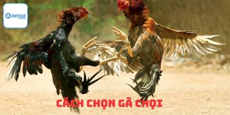 Cách Chọn Gà Chọi – Hướng Dẫn Từng Bước Để Nhận Diện Gà Chiến Thực Thụ