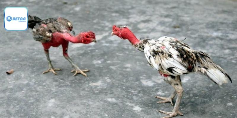 Chọn gà chọi dựa dáng, chân, mắt, mỏ và phản ứng tại bet88